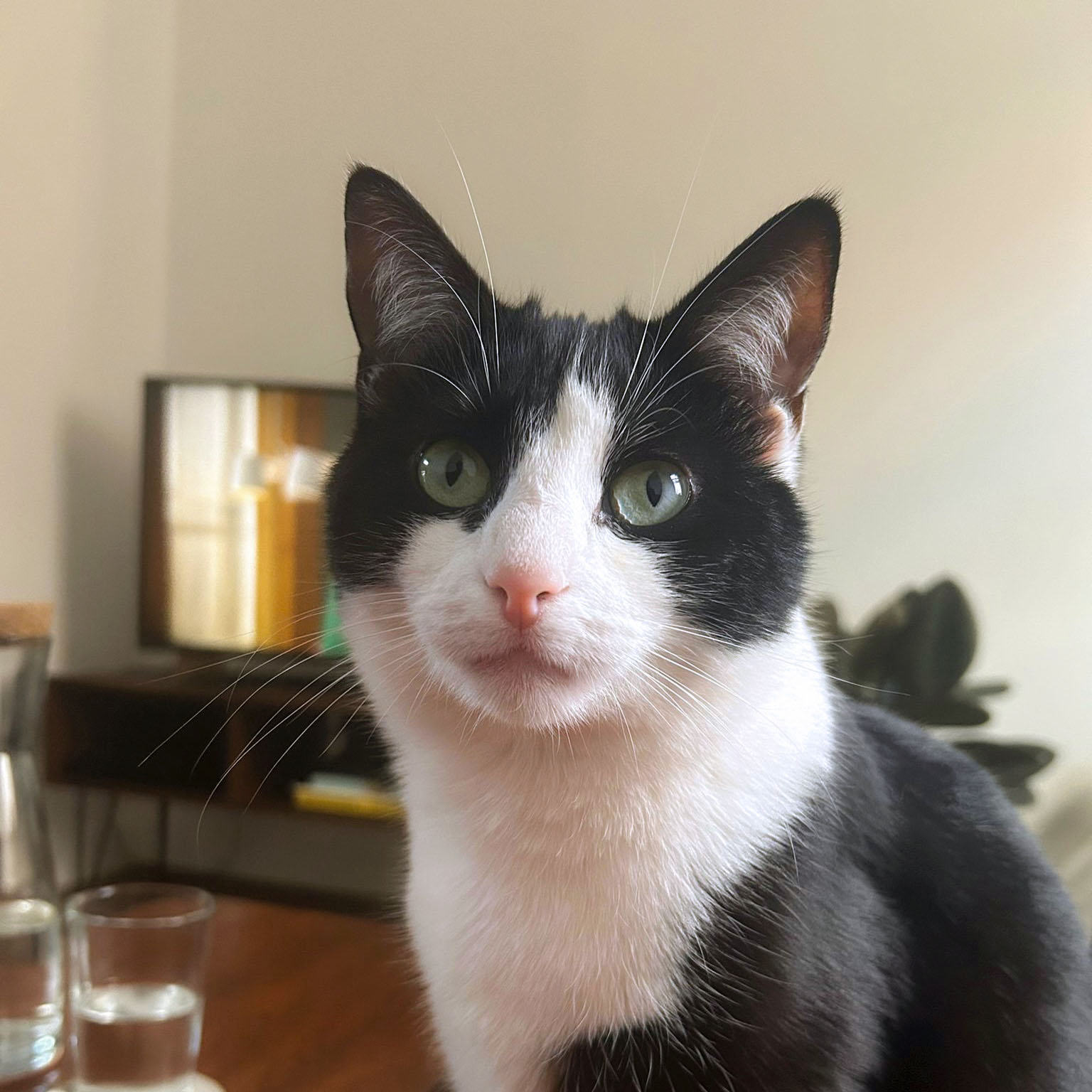 Miauw
